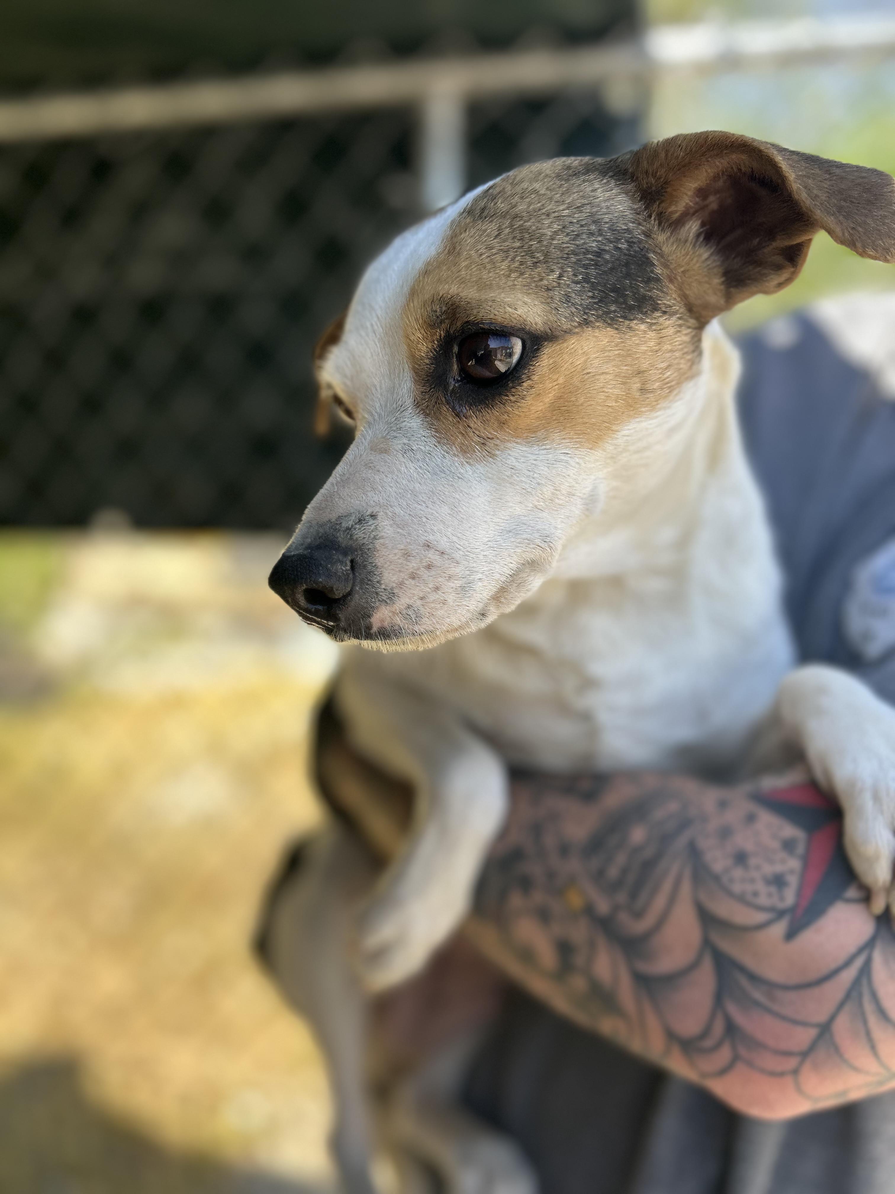 Enlarge Ginger, a ADOPTABLE Chihuahua in Manchester, TN image 5/6