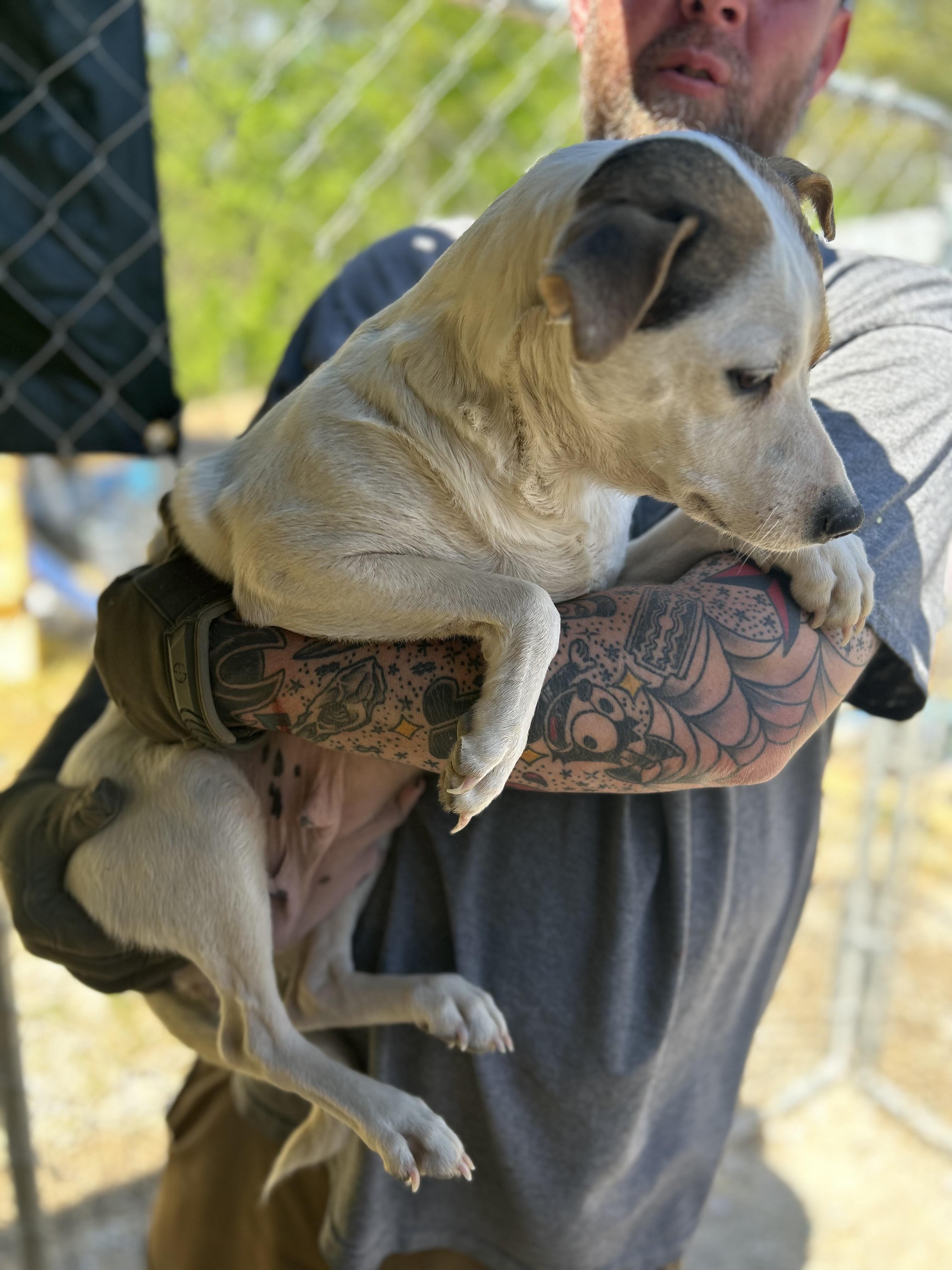 Enlarge Ginger, a ADOPTABLE Chihuahua in Manchester, TN image 4/6