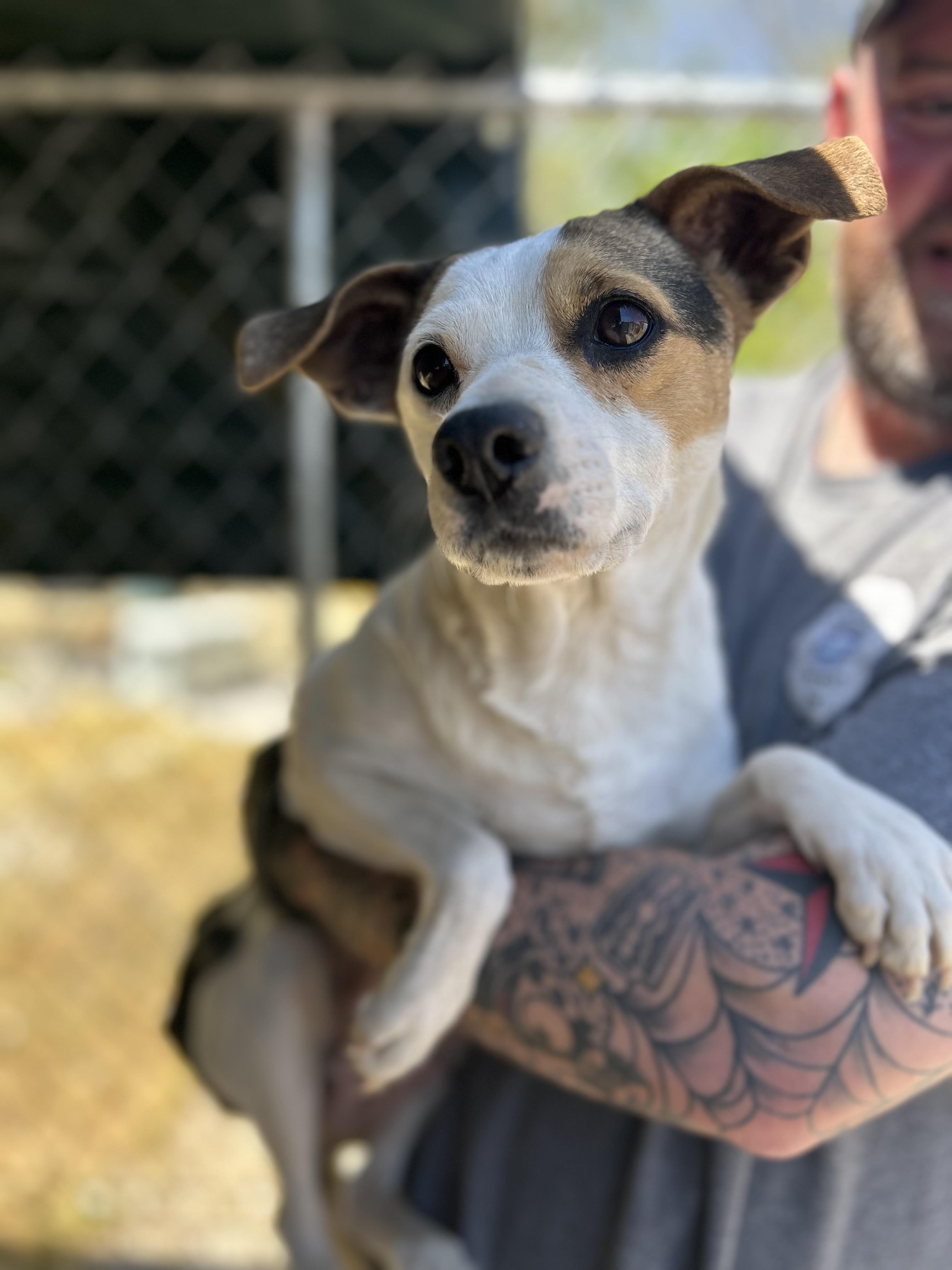 Ginger, ADOPTABLE, Adult Female Chihuahua.