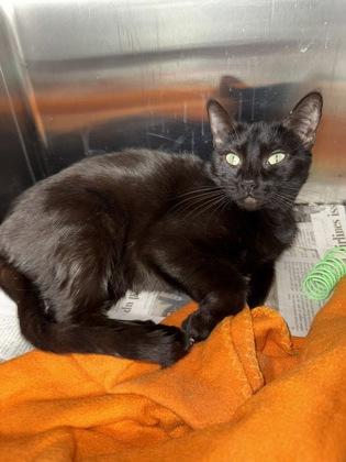 Enlarge Kiki, a Adoptable mixed breed in Fort Worth, TX image 1/1