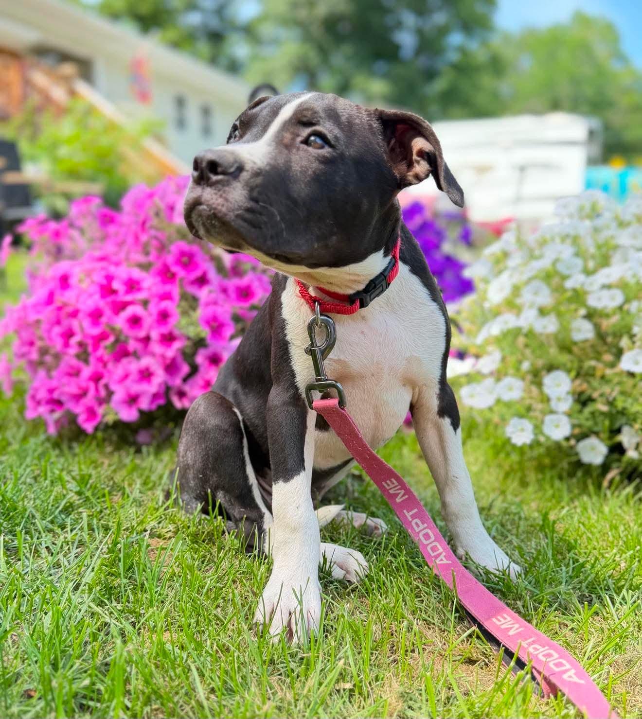 Enlarge Dewberry, a Adoptable Mixed Breed in Argyle, NY image 5/6
