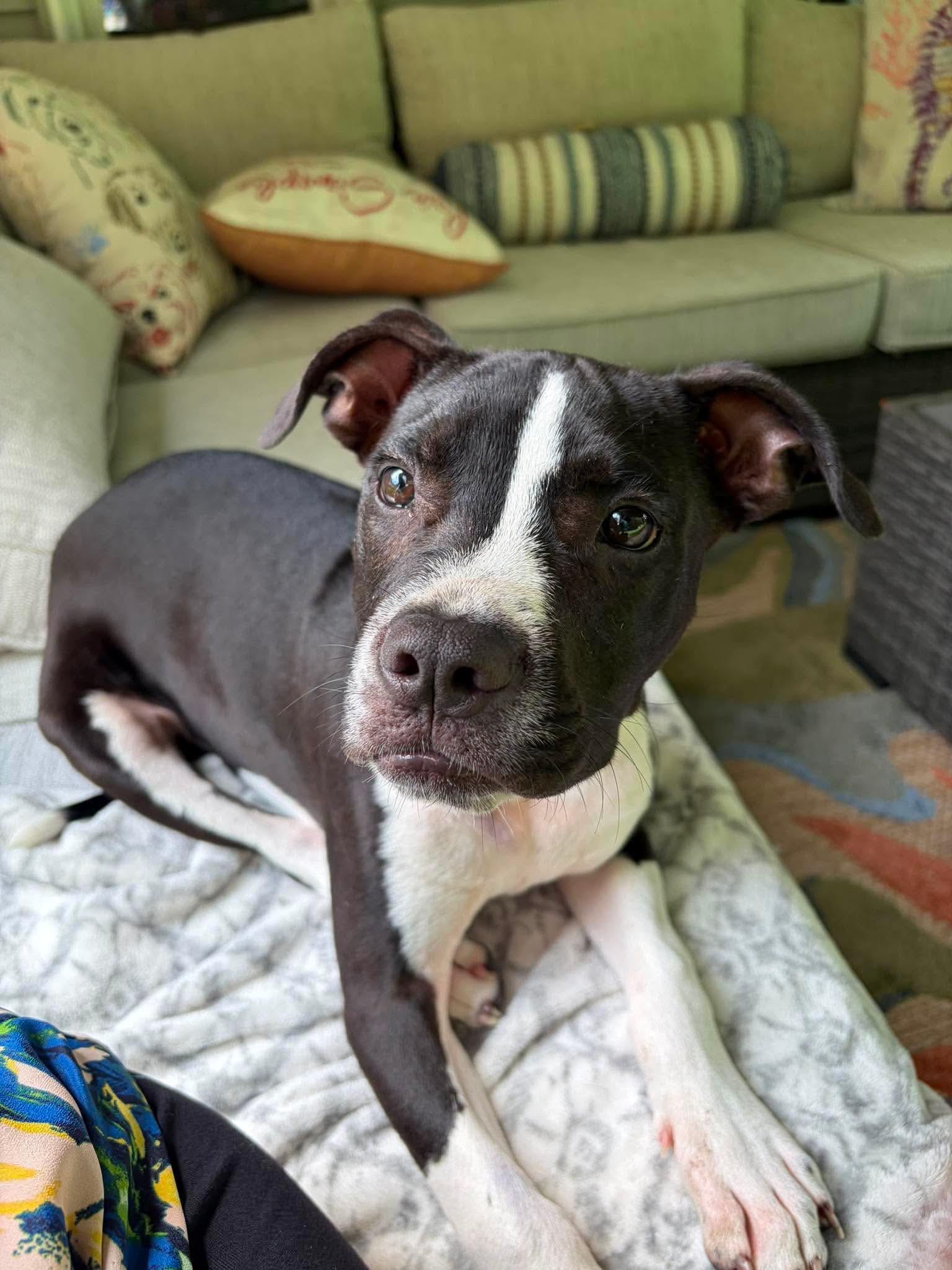 Dewberry, a Adoptable Mixed Breed in Argyle, NY image 1/6
