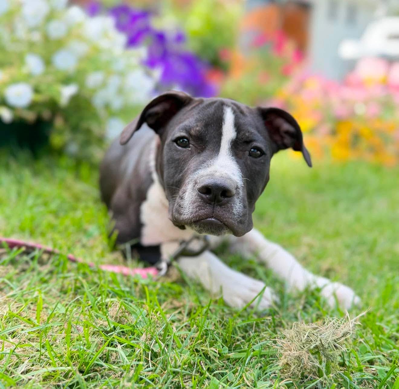 Enlarge Dewberry, a Adoptable Mixed Breed in Argyle, NY image 6/6