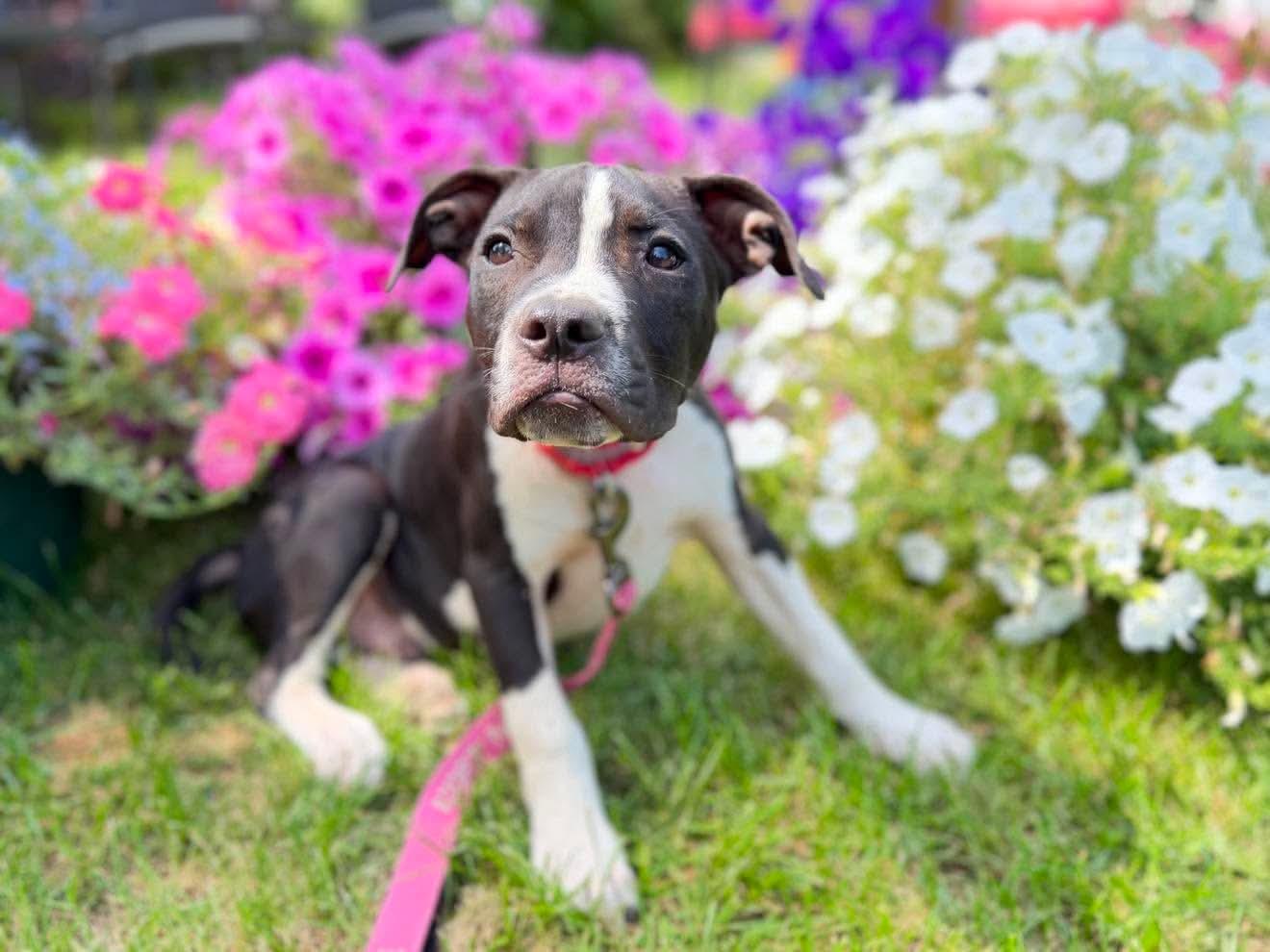 Enlarge Dewberry, a Adoptable Mixed Breed in Argyle, NY image 4/6