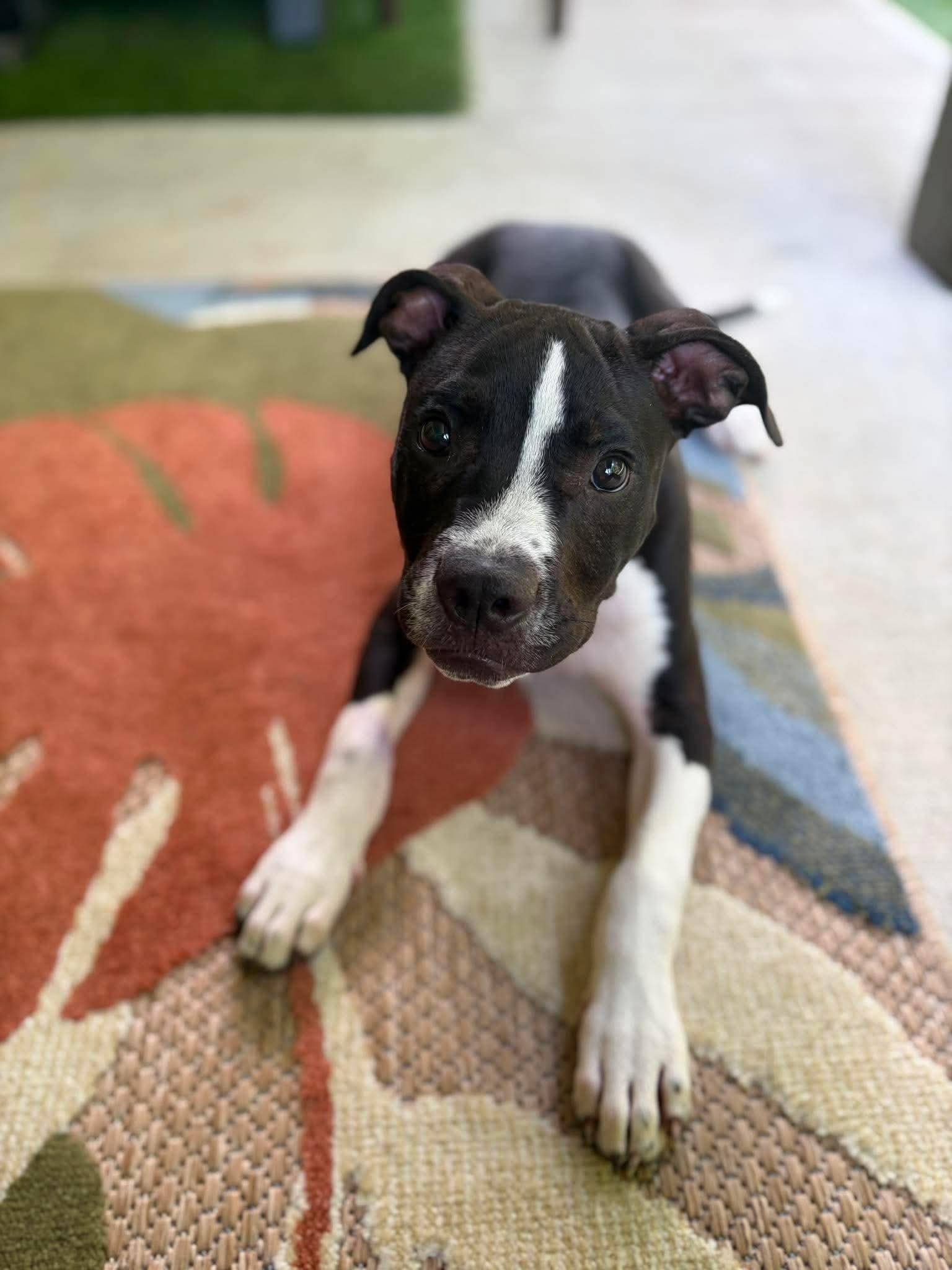Dewberry, a Adoptable Mixed Breed in Argyle, NY image 4/6