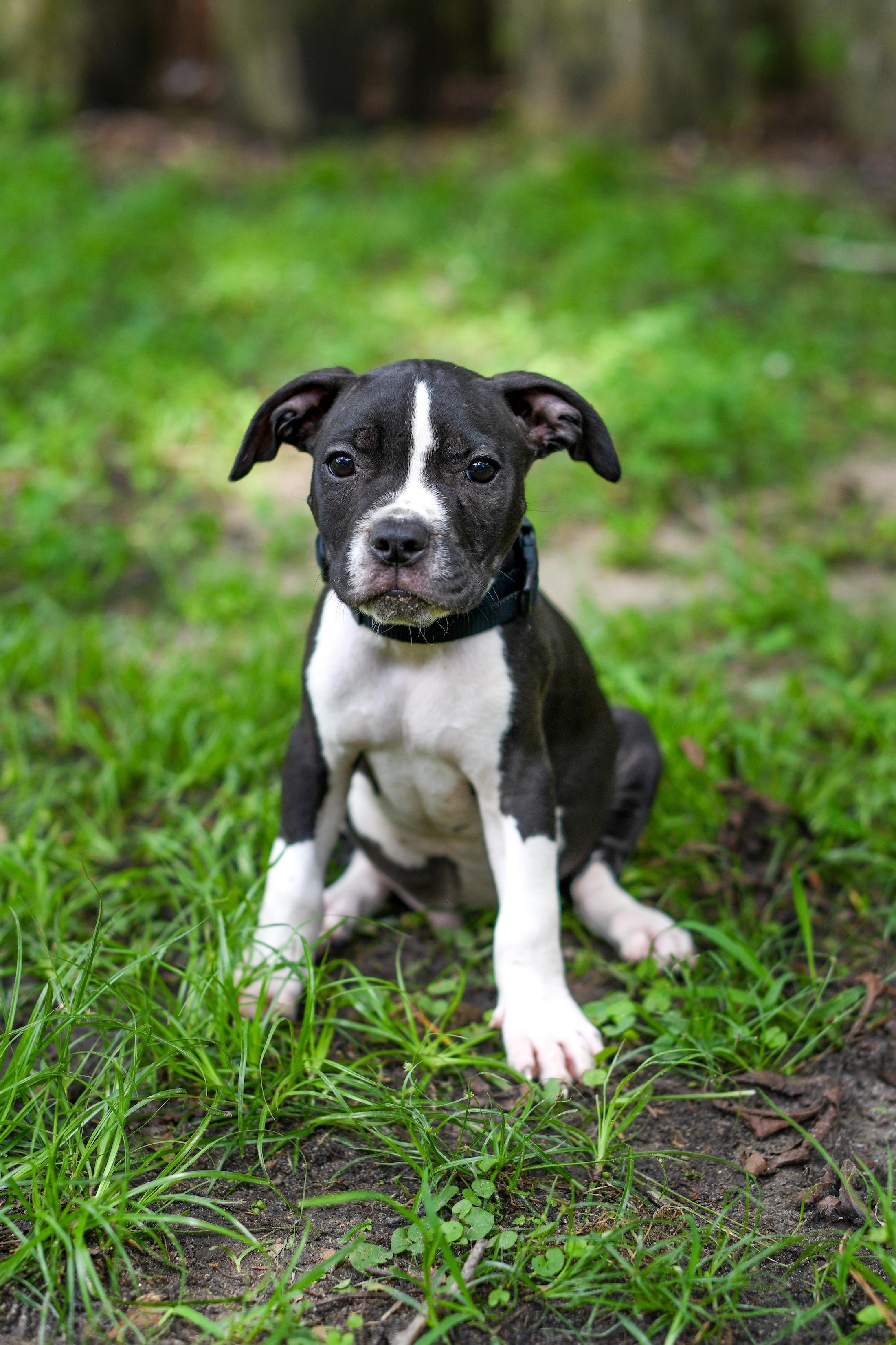 Enlarge Dewberry, a Adoptable Mixed Breed in Argyle, NY image 2/6
