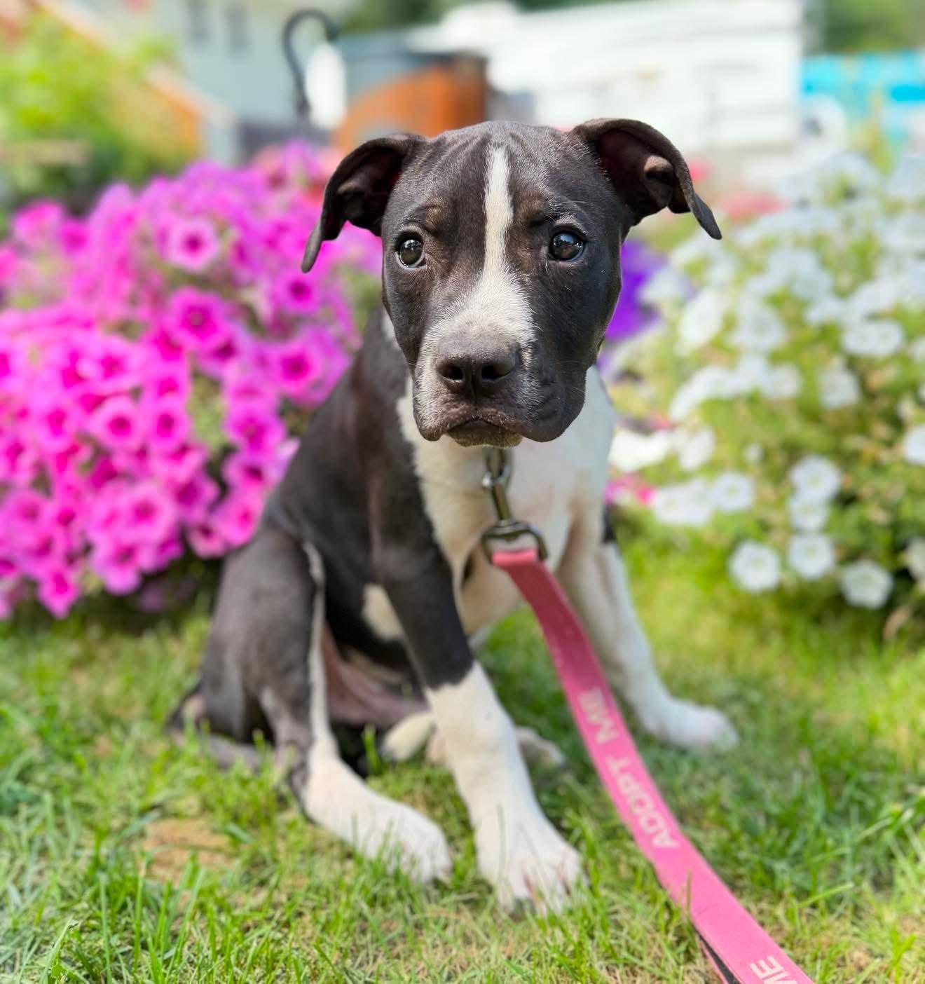 Dewberry, Adoptable, Puppy Male Mixed Breed.