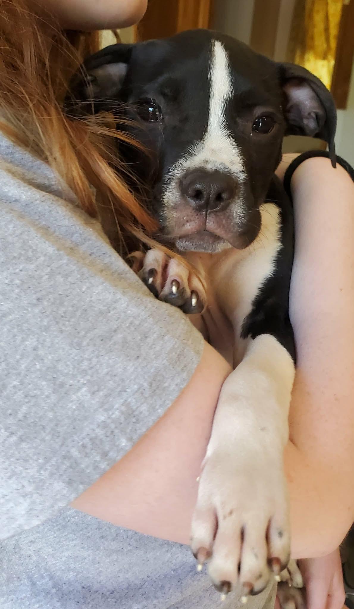 Enlarge Dewberry, a Adoptable Mixed Breed in Argyle, NY image 3/6