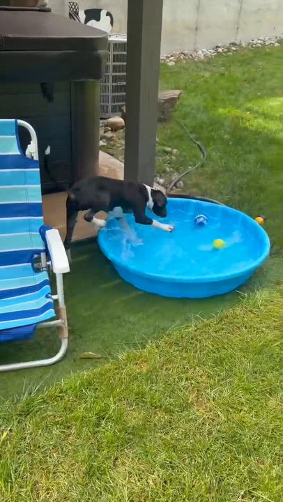 Enlarge Dewberry, a Adoptable Mixed Breed in Argyle, NY video 5/6