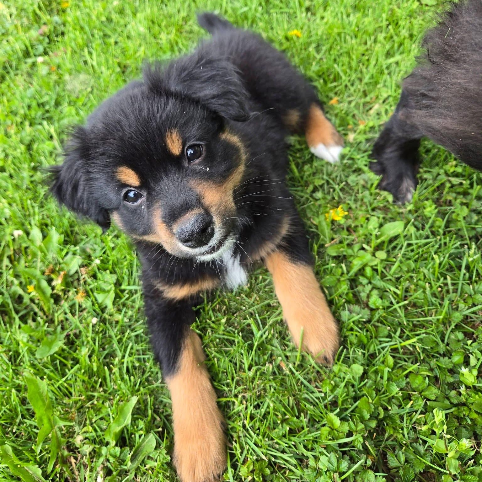 Enlarge Finley, a Adoptable mixed breed in McHenry, IL image 1/1