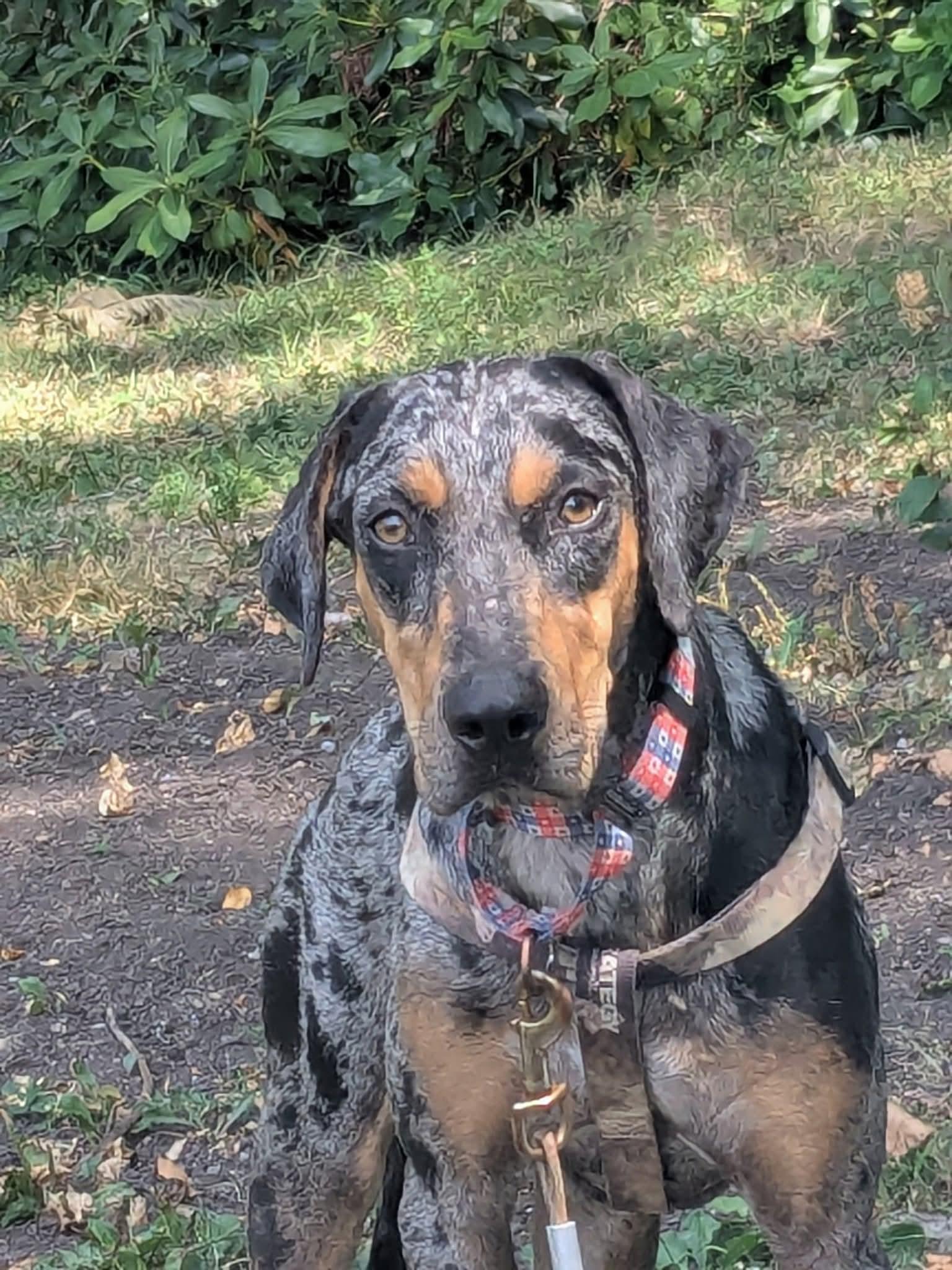 Enlarge Dawn, a Adopted Catahoula Leopard Dog in Harrisburg, PA image 1/5