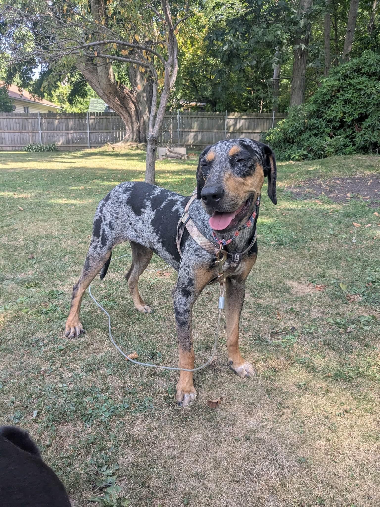 Enlarge Dawn, a Adopted Catahoula Leopard Dog in Harrisburg, PA image 4/5