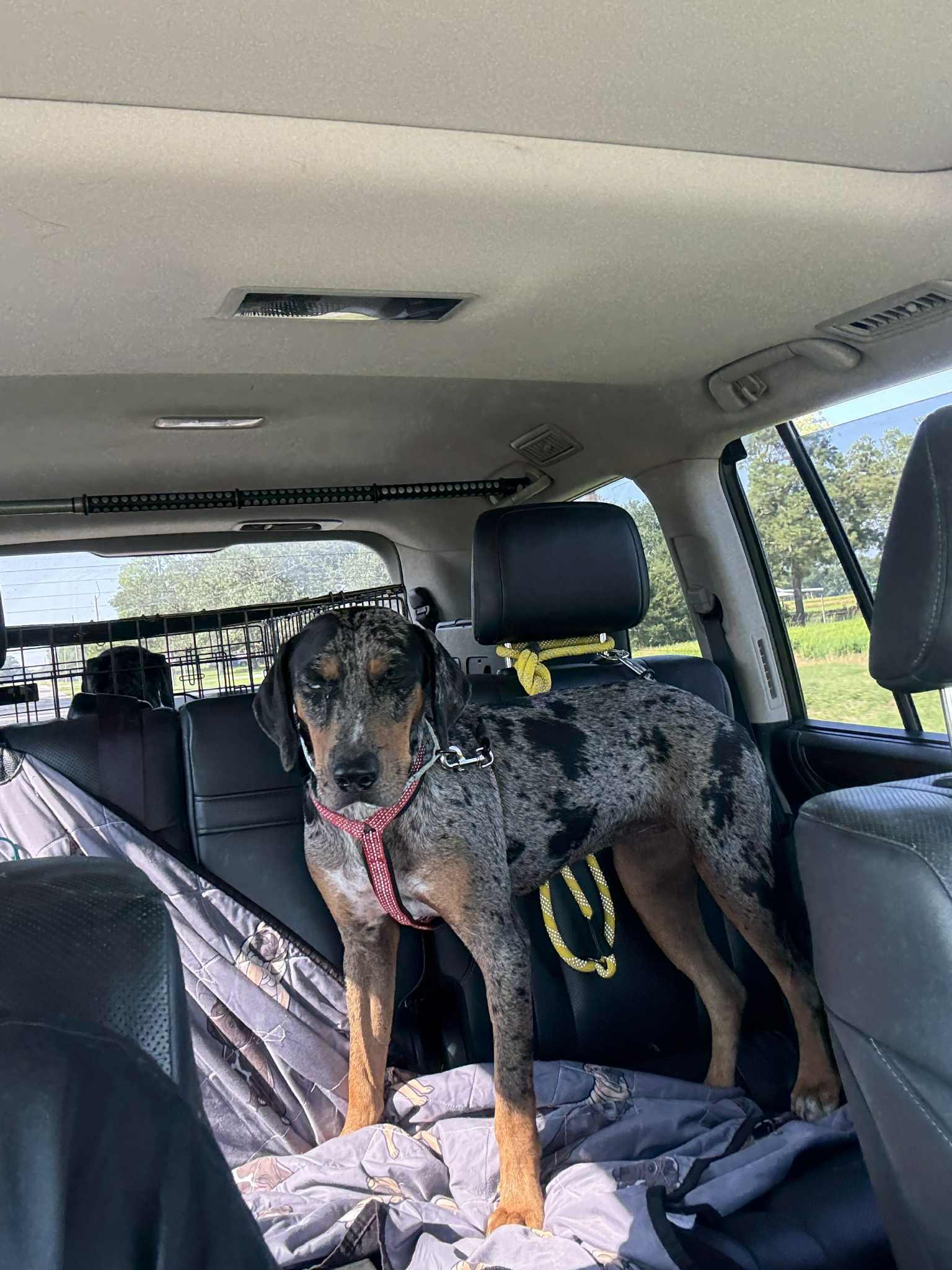 Enlarge Dawn, a Adopted Catahoula Leopard Dog in Harrisburg, PA image 3/5