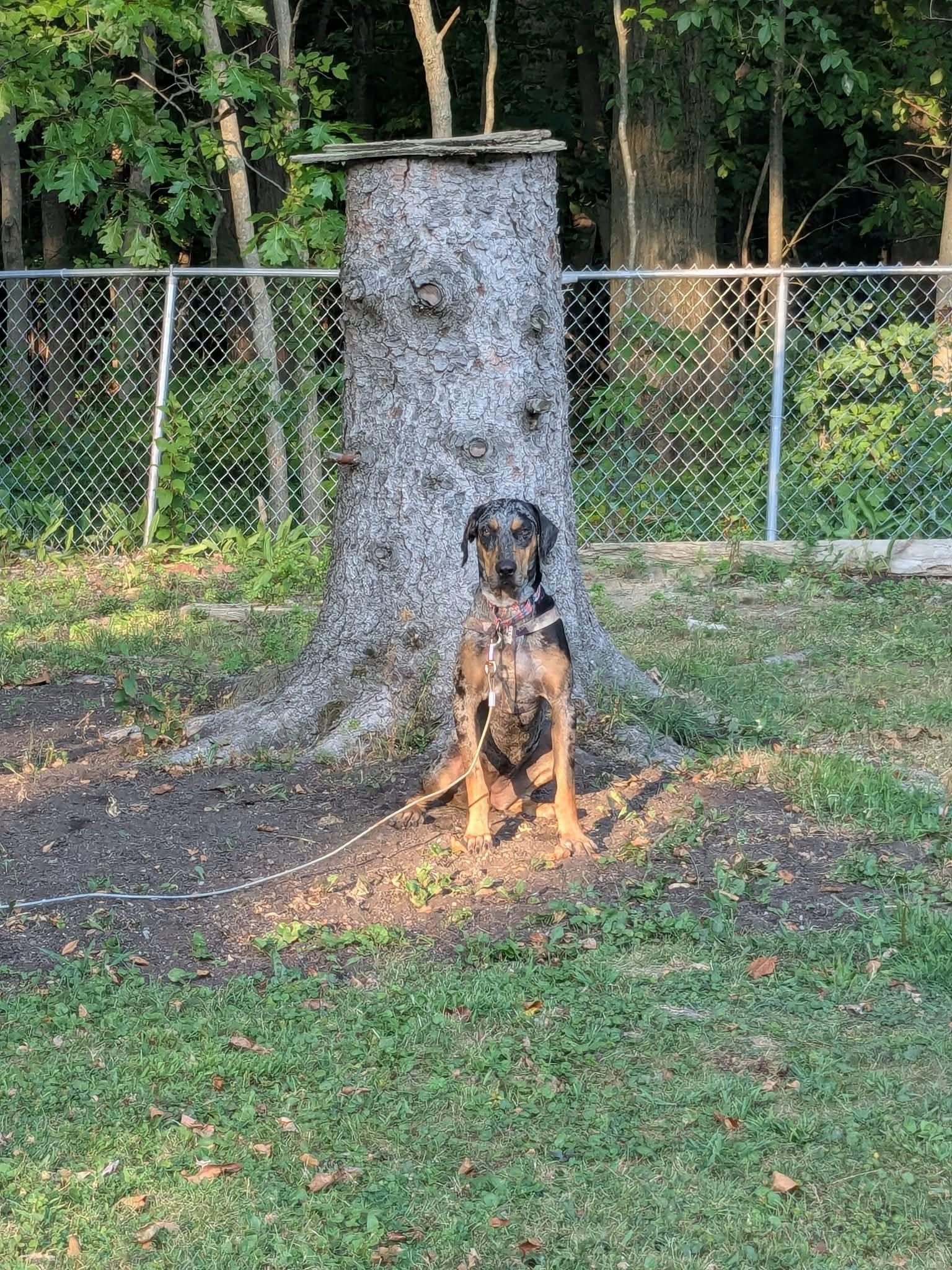 Enlarge Dawn, a Adopted Catahoula Leopard Dog in Harrisburg, PA image 2/5