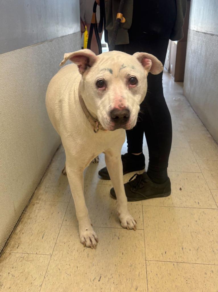 Geezer, Adoptable, Senior Male Pit Bull Terrier & Mixed Breed.