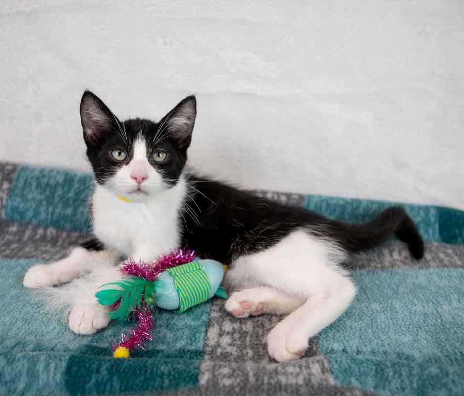 Enlarge Cashew, a Adoptable Domestic Short Hair in Kennesaw, GA image 5/6