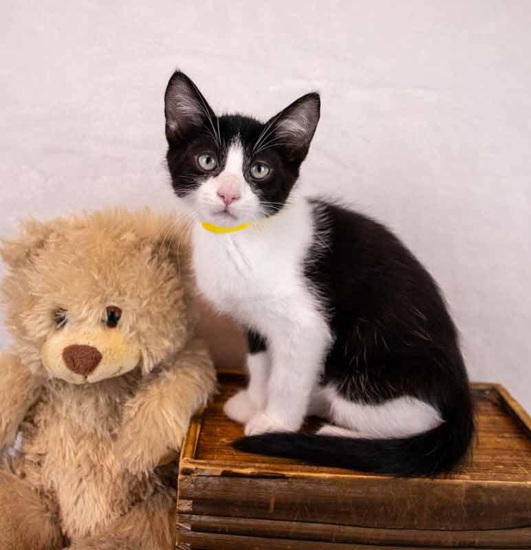 Enlarge Cashew, a Adoptable Domestic Short Hair in Kennesaw, GA image 4/6