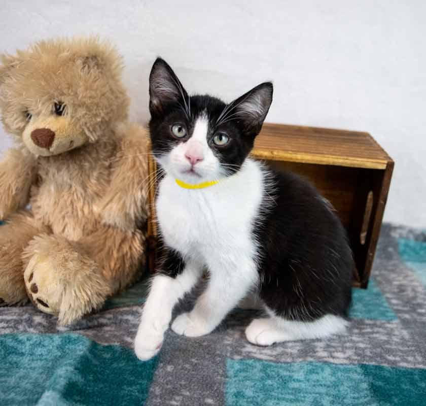 Enlarge Cashew, a Adoptable Domestic Short Hair in Kennesaw, GA image 3/6