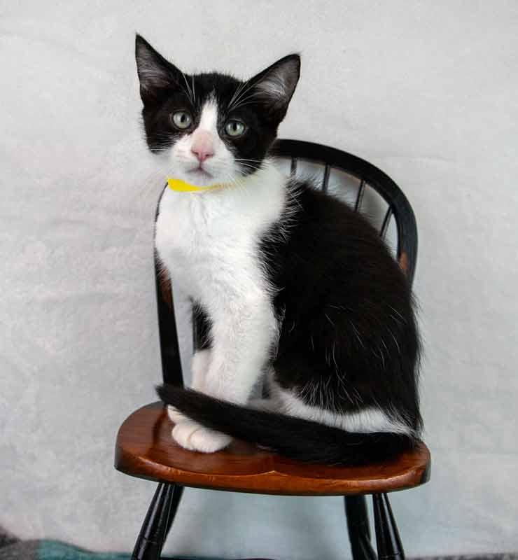 Enlarge Cashew, a Adoptable Domestic Short Hair in Kennesaw, GA image 6/6