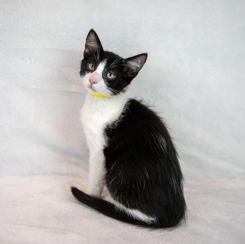 Enlarge Cashew, a Adoptable Domestic Short Hair in Kennesaw, GA image 2/6