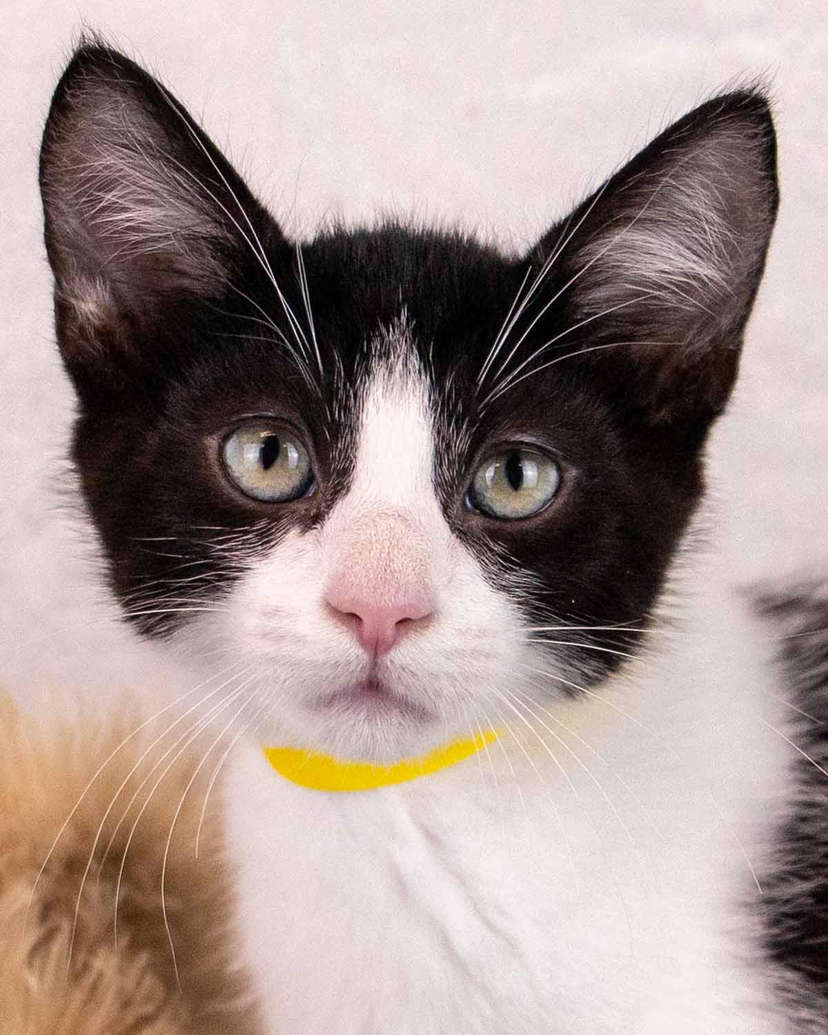 Cashew, Adoptable, Kitten Male Domestic Short Hair.
