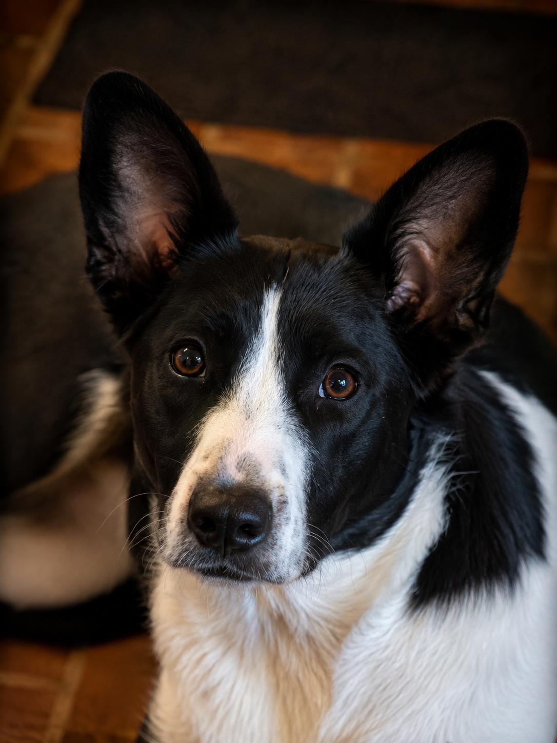 Frank Sinatra, ADOPTABLE, Puppy Male Australian Shepherd.