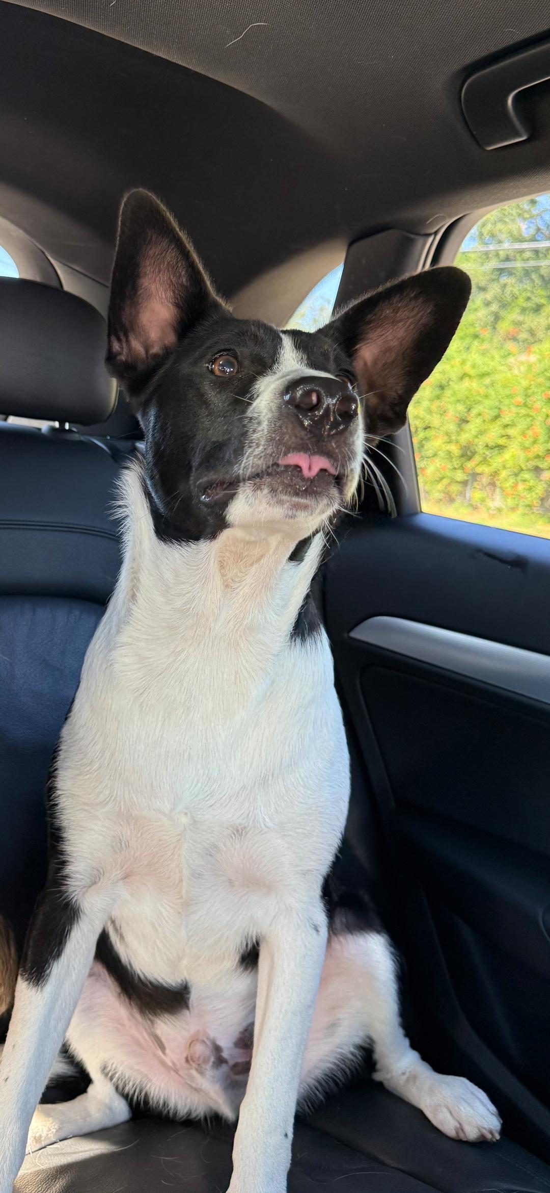 Enlarge Frank Sinatra, a ADOPTABLE mixed breed in Kiowa, OK image 2/5