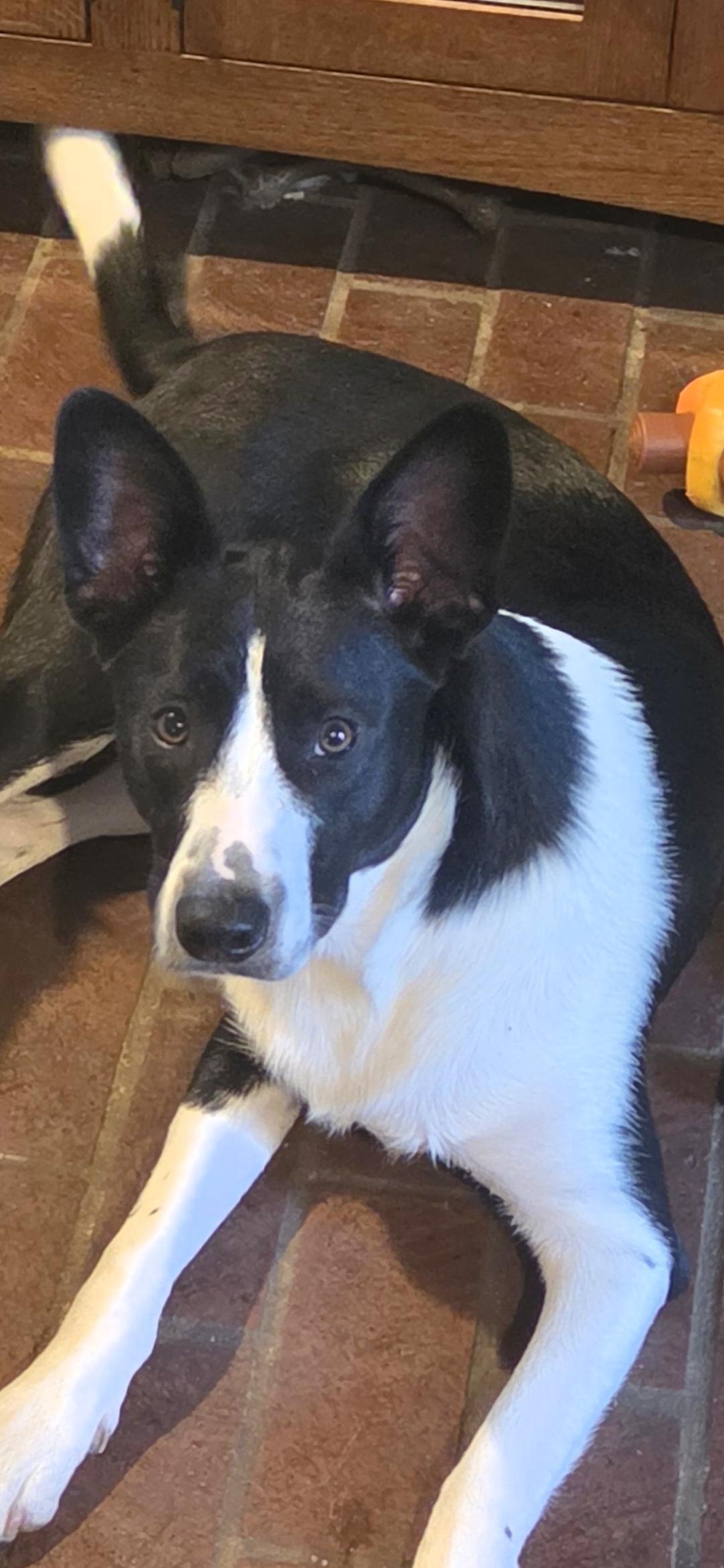 Enlarge Frank Sinatra, a ADOPTABLE mixed breed in Kiowa, OK image 4/5