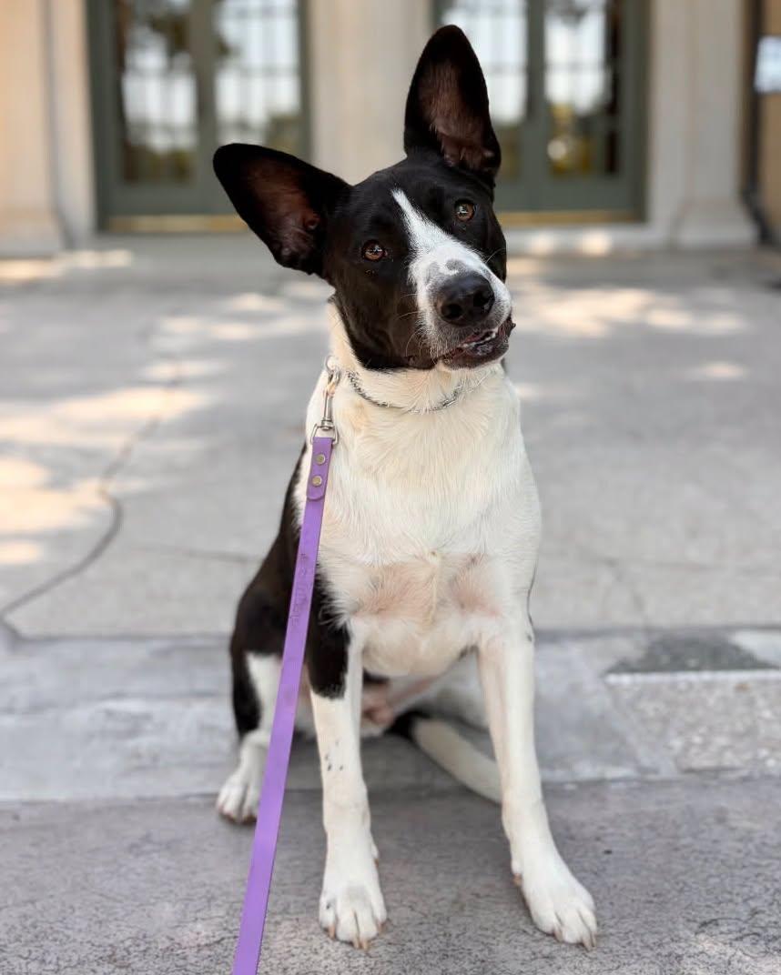 Enlarge Frank Sinatra, a ADOPTABLE mixed breed in Tulsa, OK image 1/5
