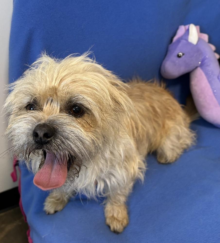 Tango, Adoptable, Young Male Brussels Griffon & Shih Tzu.