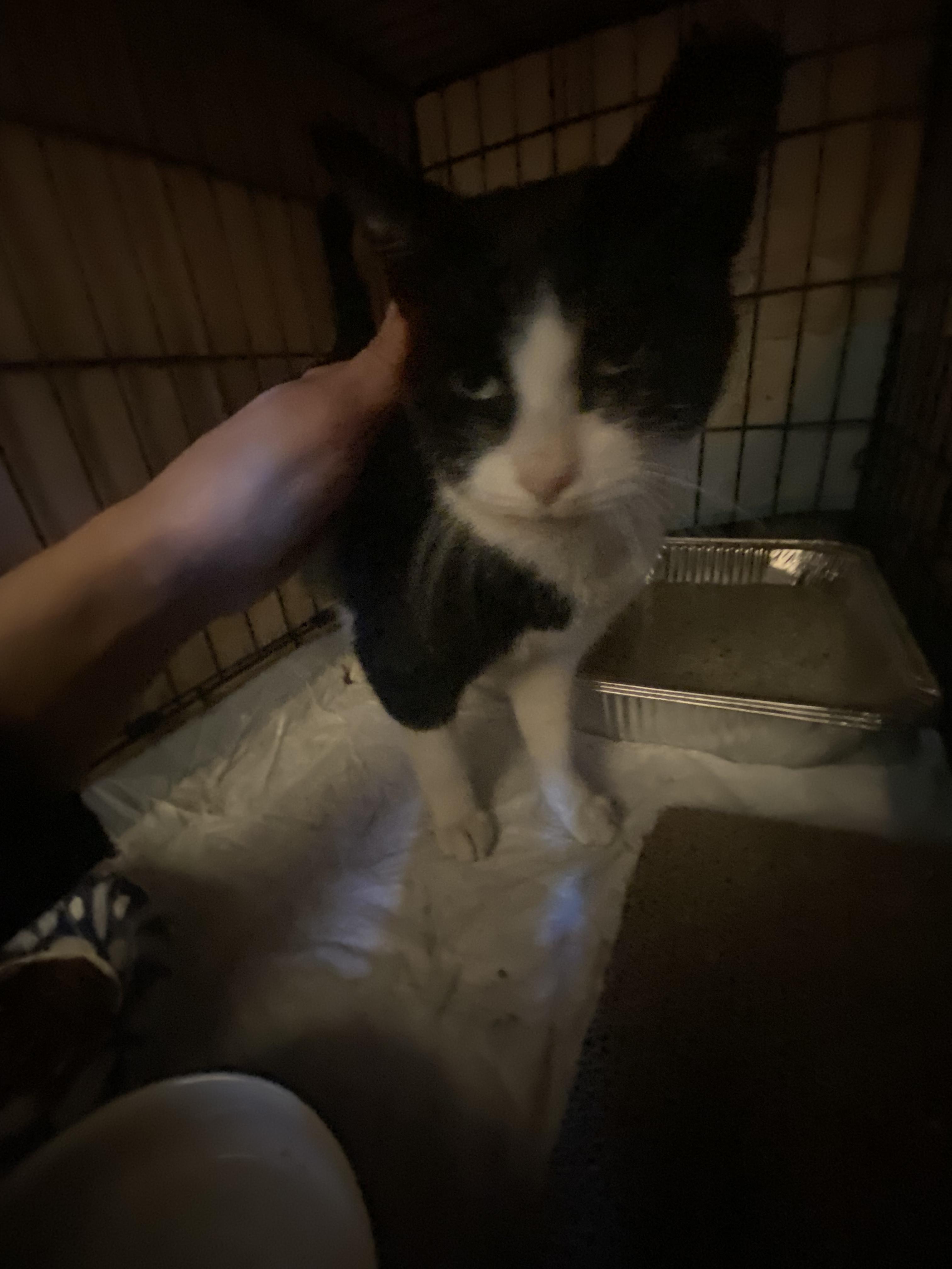 Macadamia, a Adopted Domestic Short Hair in brooklyn, NY image 1/2