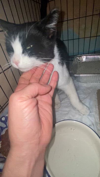 Enlarge Macadamia, a Adopted Domestic Short Hair in brooklyn, NY video 2/2