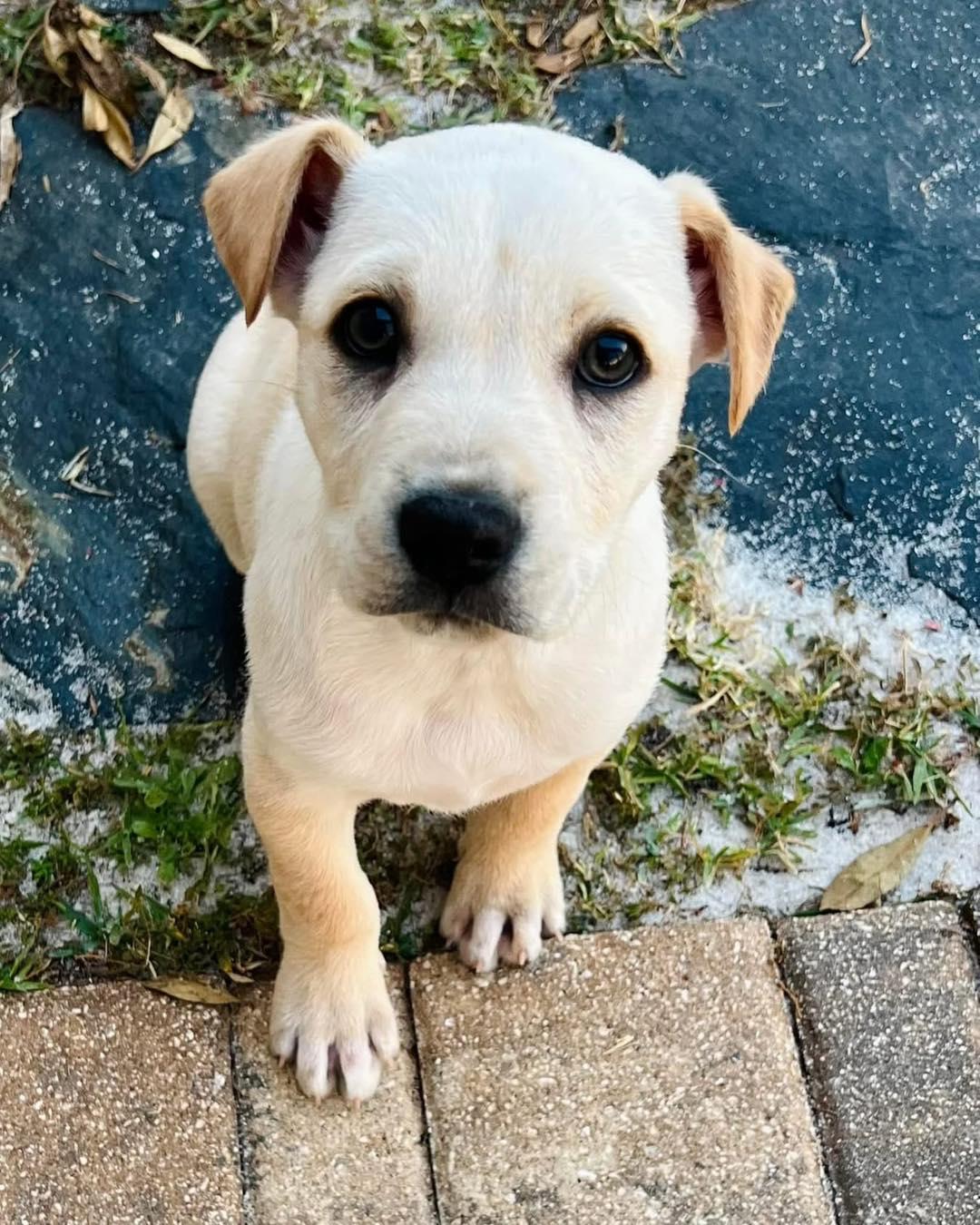 Dobbs, adopted, Puppy Male Labrador Retriever.