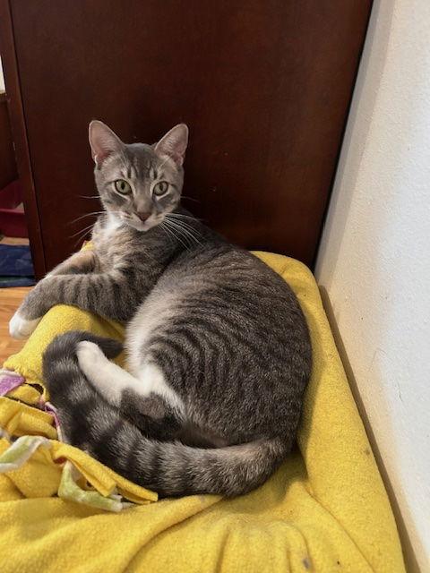 Jay (Courtesy Post), a Adoptable Domestic Short Hair in San Jose, CA image 1/2