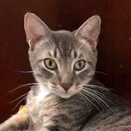 Jay (Courtesy Post), a Adoptable Domestic Short Hair in San Jose, CA image 2/2