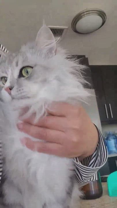 Enlarge Sumba, a Adopted Persian in New York, NY video 1/6