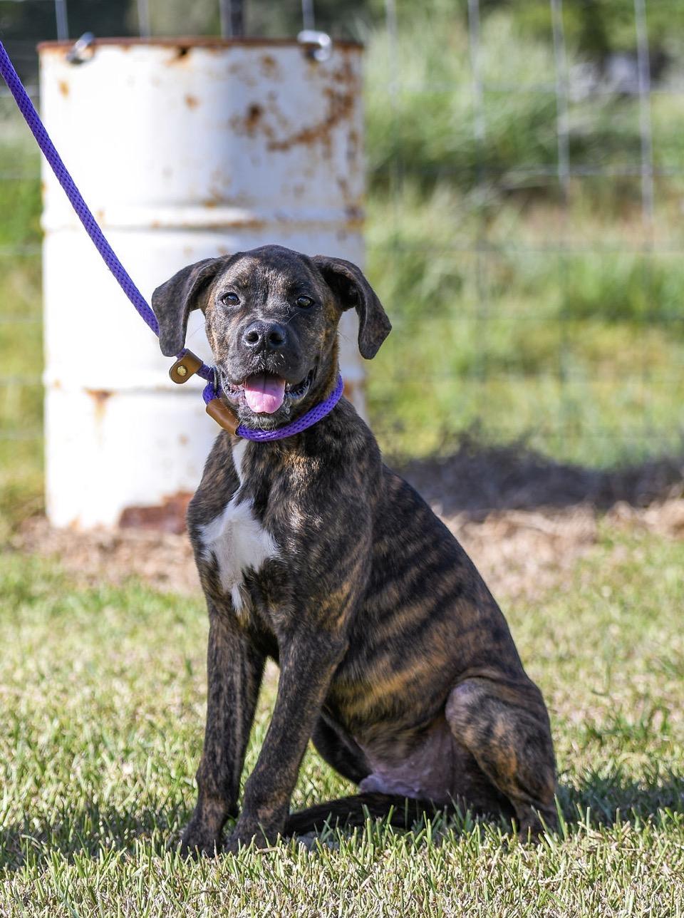 Bentley - TRANSPORT AVAILABLE, Adopted, Young Male Boxer.