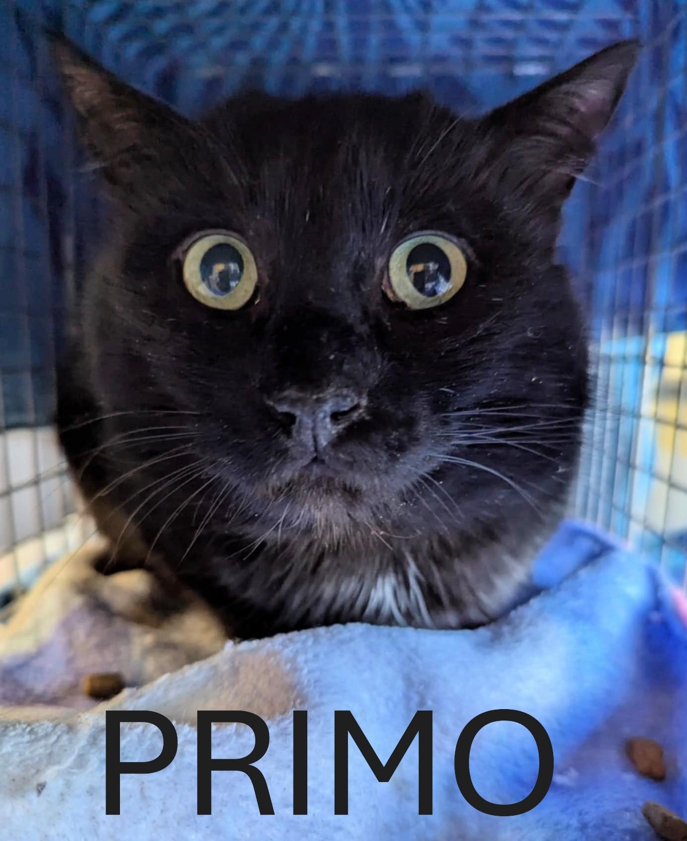 Enlarge Primo, a Adopted Domestic Short Hair in Shawnigan Lake, BC image 1/1