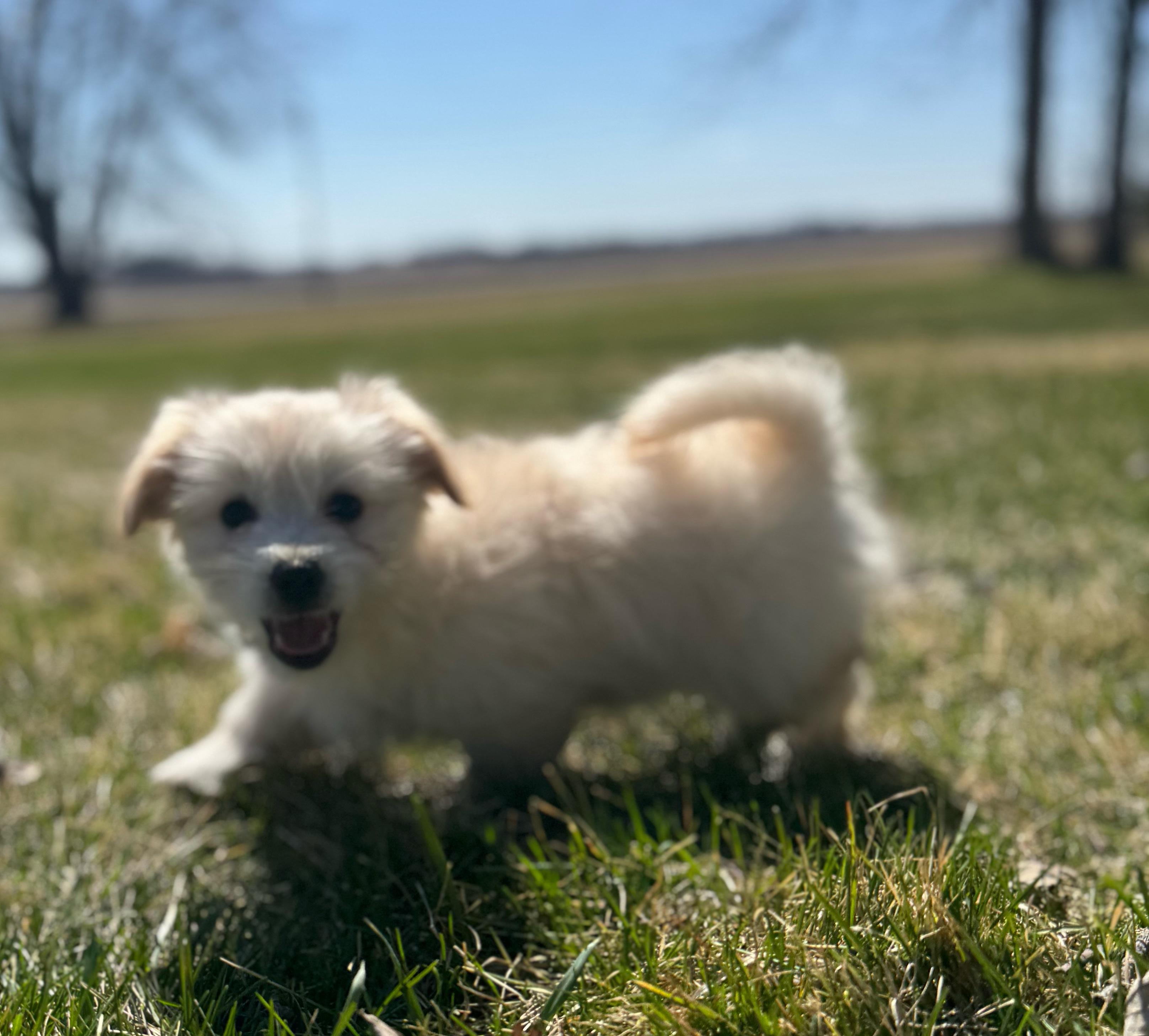 Tipper, adopted, Puppy Male Mixed Breed.