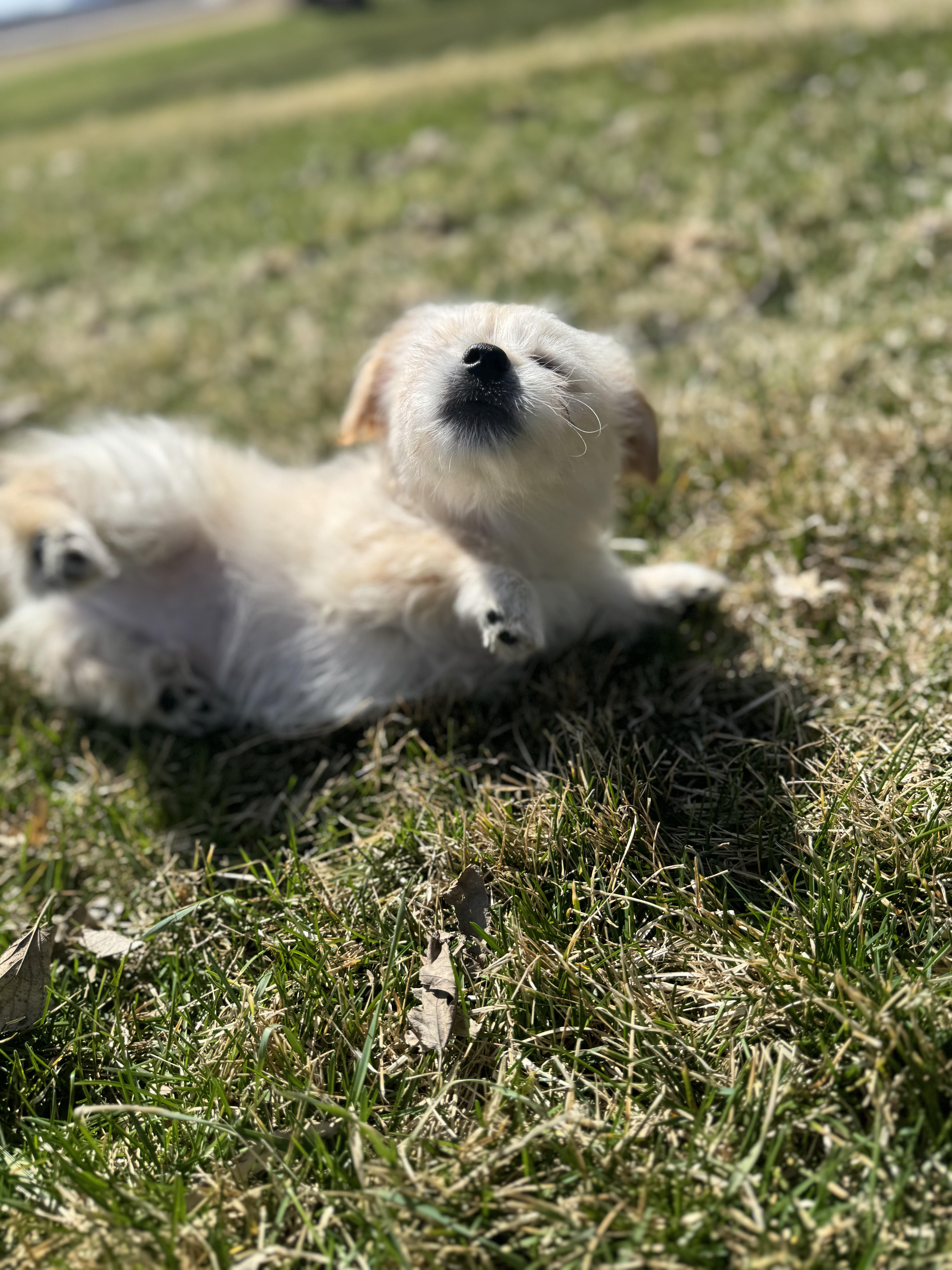 Tipper, an adopted mixed breed in Faribault, MN image 5/5