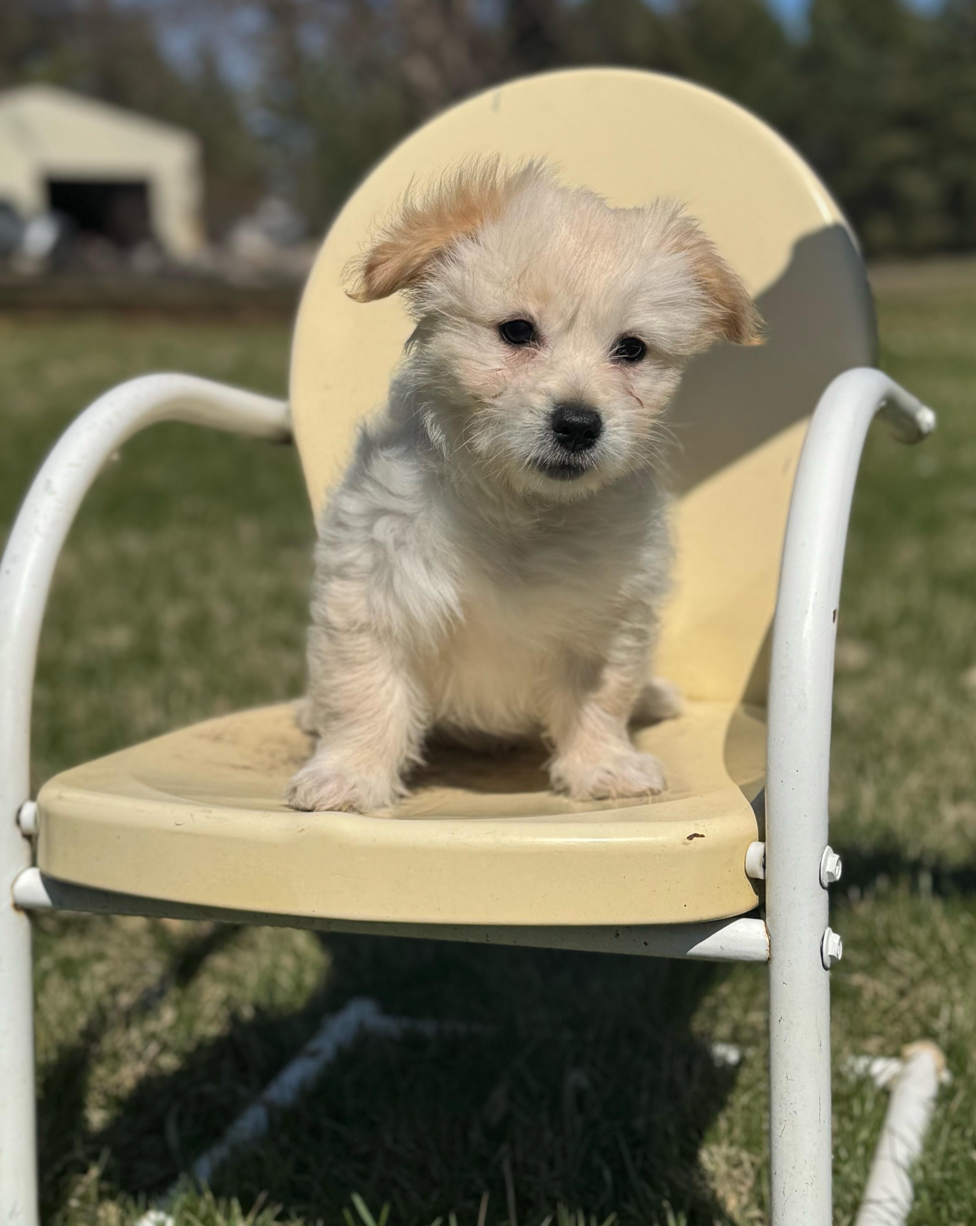 Tipper, an adopted mixed breed in Faribault, MN image 4/5