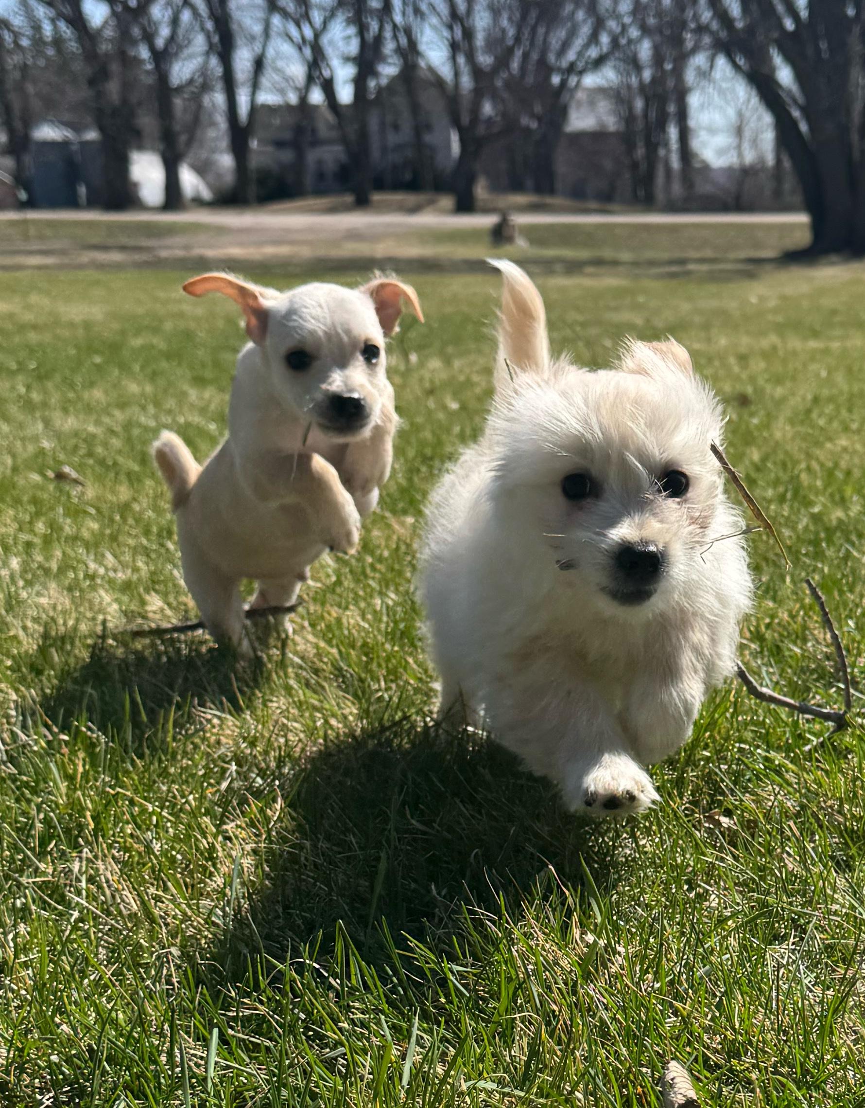 Tipper, an adopted mixed breed in Faribault, MN image 2/5