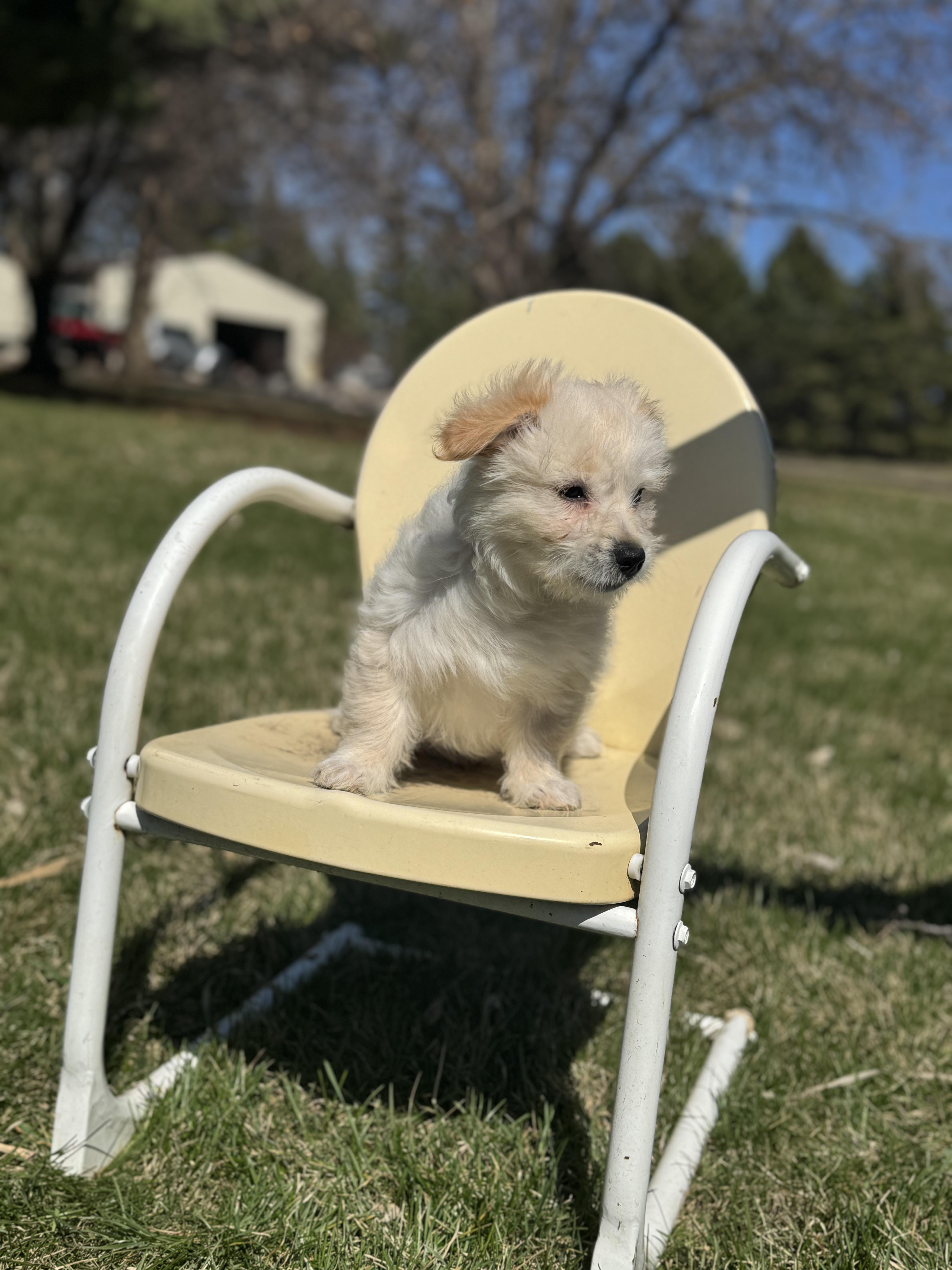 Tipper, an adopted mixed breed in Faribault, MN image 3/5