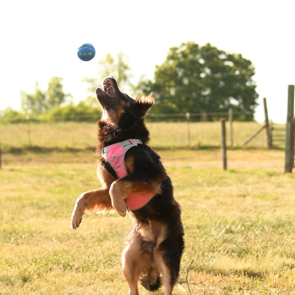 Captain Crunchwrap, a Adoptable German Shepherd Dog in Morganton, NC image 1/5