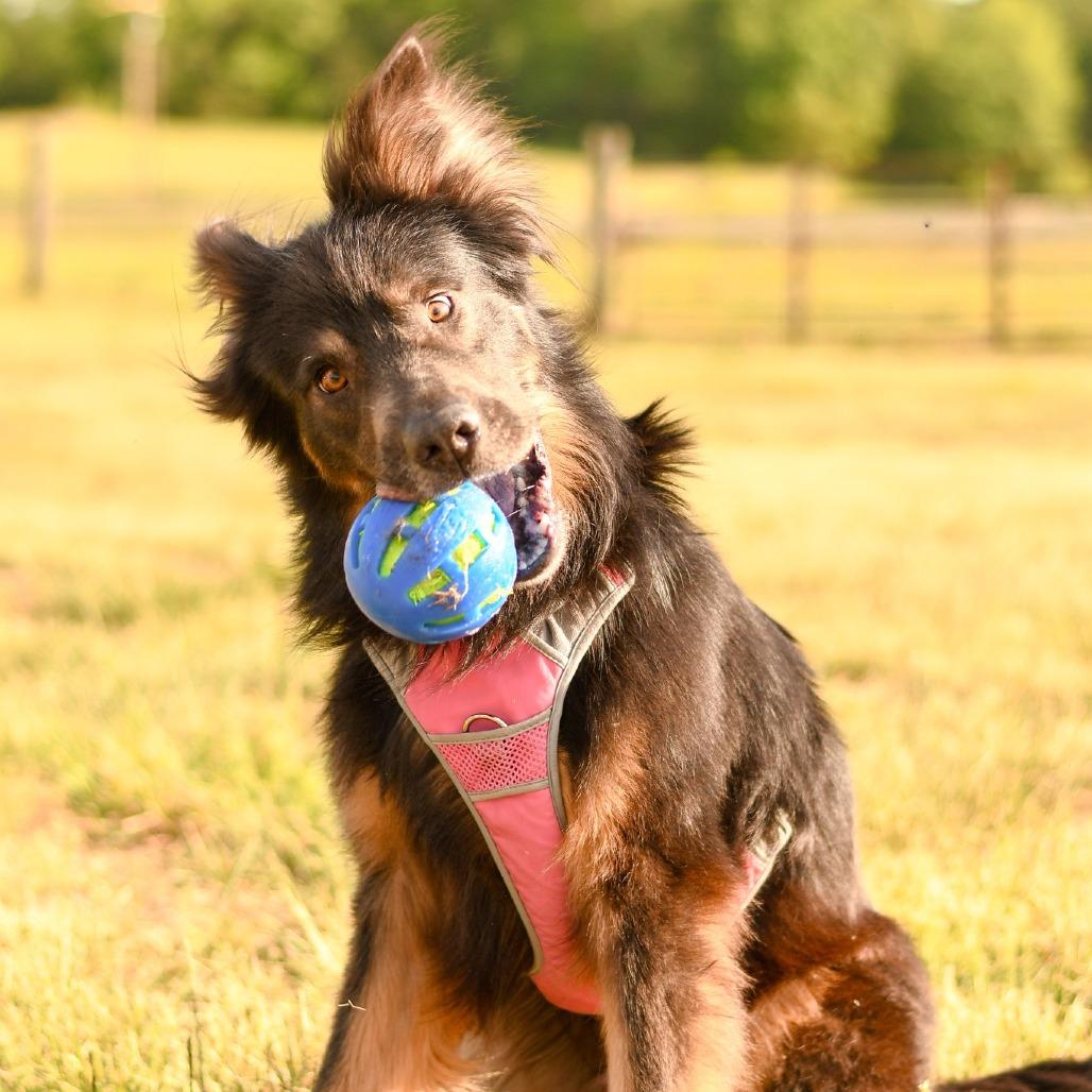 Captain Crunchwrap, a Adoptable German Shepherd Dog in Morganton, NC image 2/5