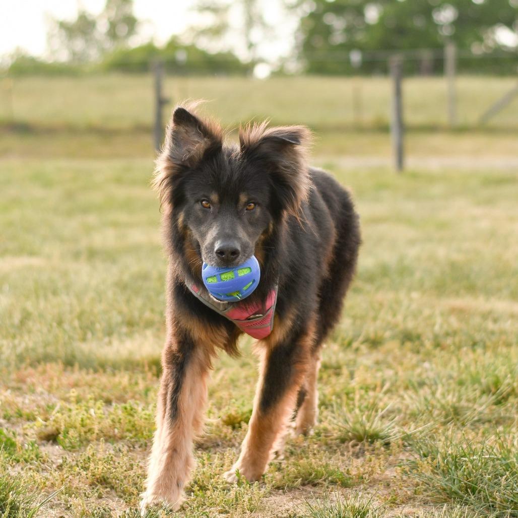 Captain Crunchwrap, a Adoptable German Shepherd Dog in Morganton, NC image 3/5