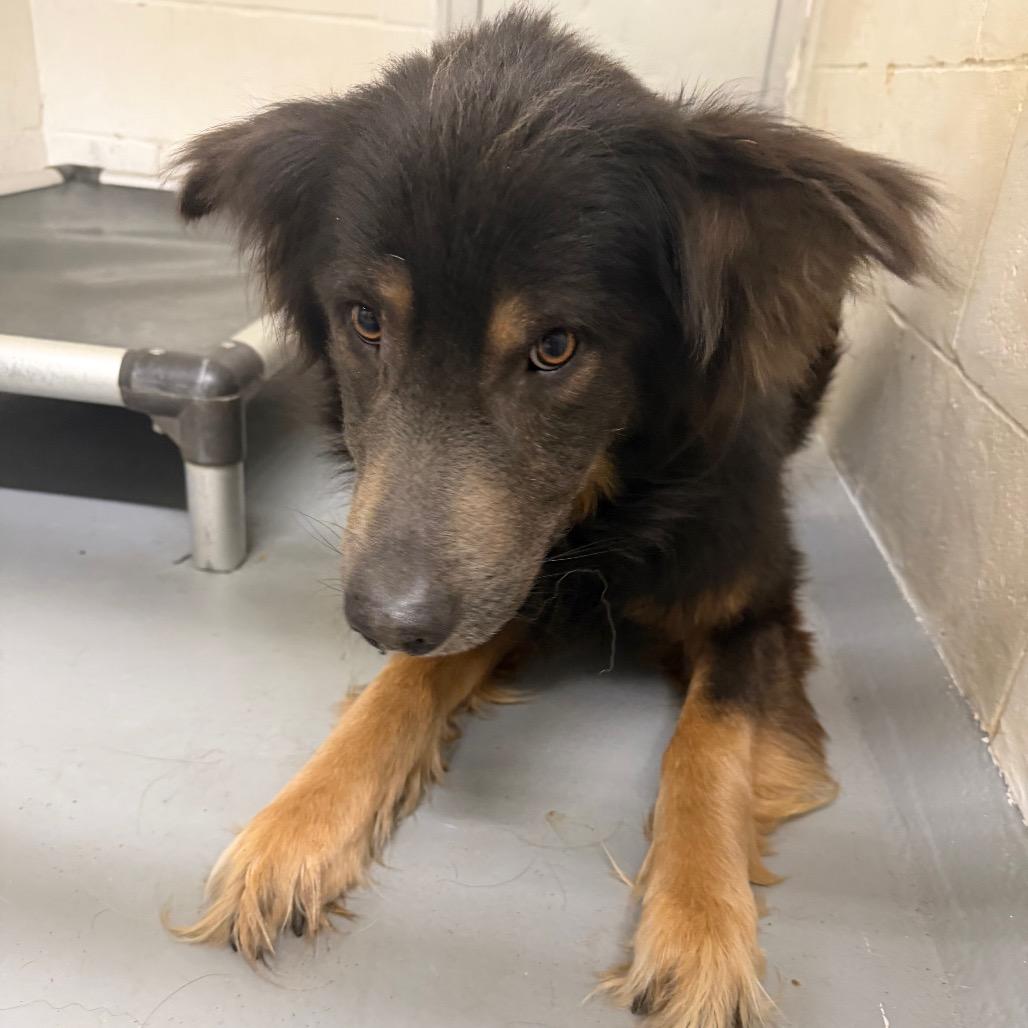 Captain Crunchwrap, a Adoptable German Shepherd Dog in Morganton, NC image 4/5