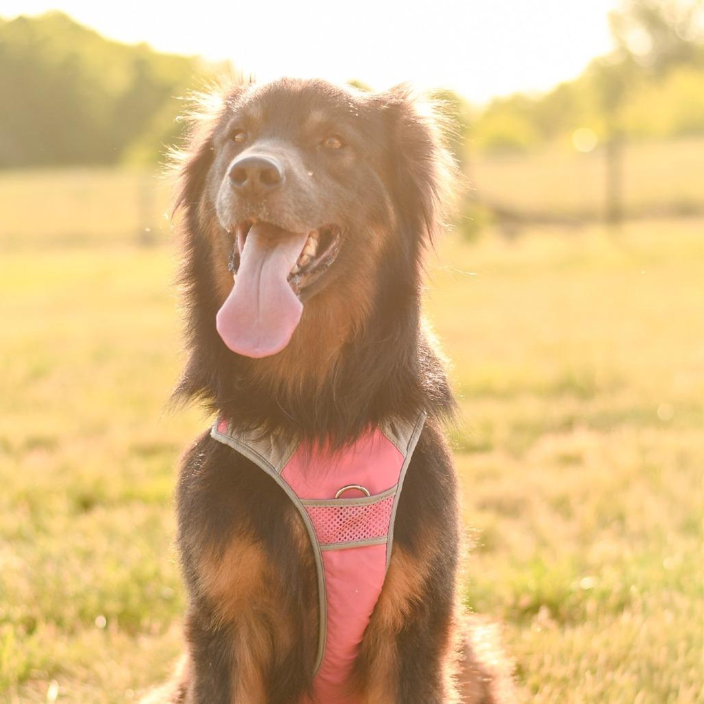 Captain Crunchwrap, a Adoptable German Shepherd Dog in Morganton, NC image 5/5