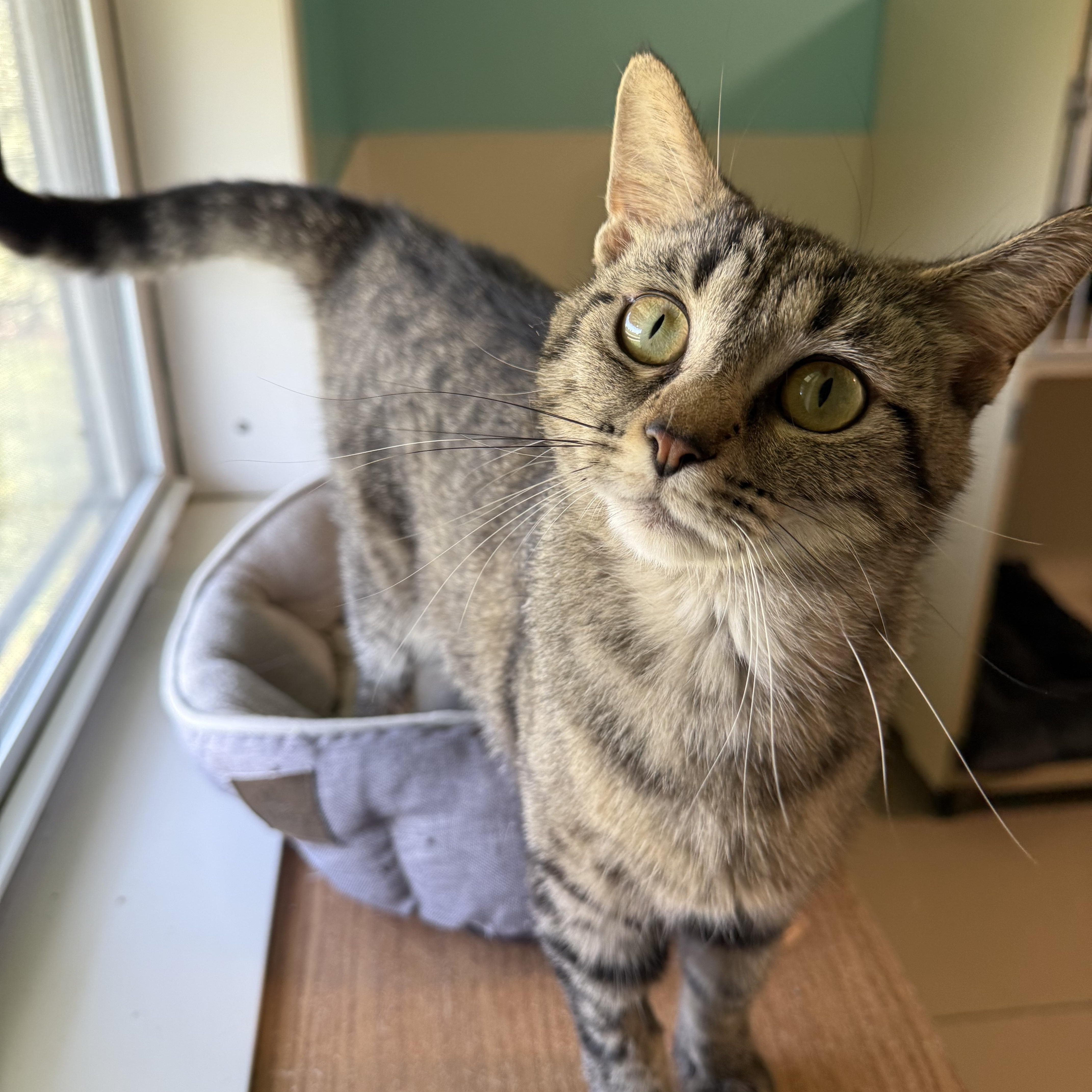 Sprinkles, a Adoptable Domestic Short Hair in Lincoln, IL image 1/2