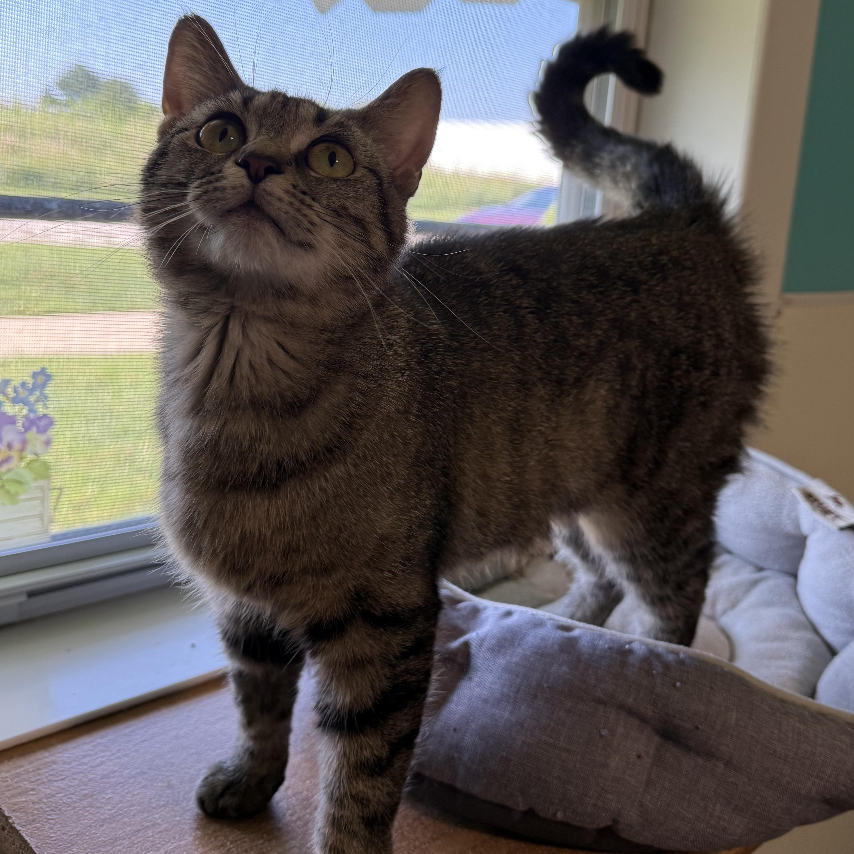 Sprinkles, a Adoptable Domestic Short Hair in Lincoln, IL image 2/2